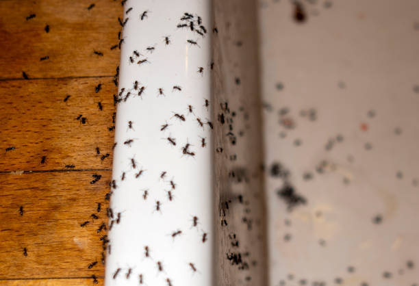 Reliable Hays, MT Pest Control Solutions