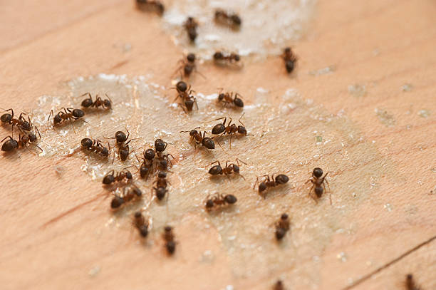 Best Pest Removal Services  in Hays, MT